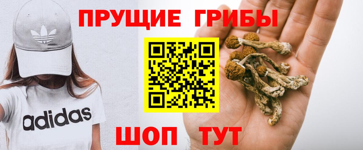 Урус-Мартан  Галлюциногенные грибы Cubensis  где продают   Вход с VPN 